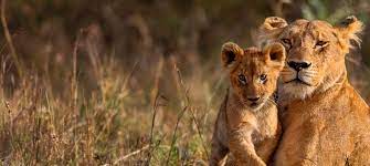 10 Best Big Five Safaris in Africa 2022 - Best Deals - TourRadar