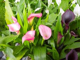 types of calla lily learn about