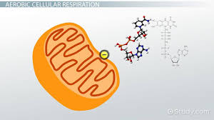 cellular respiration in yeast