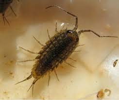 Families of terrestrial isopods (Crustacea: Isopoda: Oniscidea) of ...