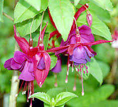 Fuchsia Color Wikipedia