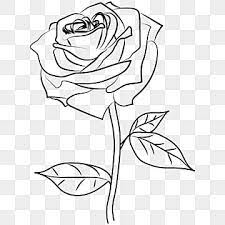 rose drawing png transpa images
