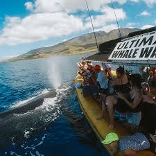 whale watching accommodate cruise ship