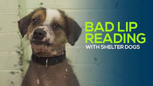 bad lip reading with shelter dogs