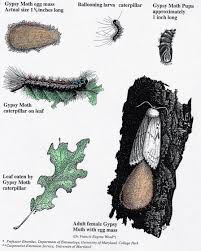 erflies moths insect drawings