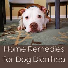 home remes for dog diarrhea pethelpful