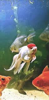goldfish oranda aquarium fish hd