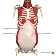 muscles of respiration physiopedia