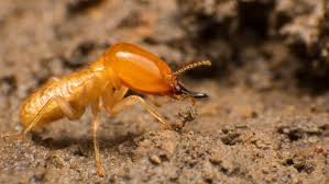 How To Treat Termites In Your Garden