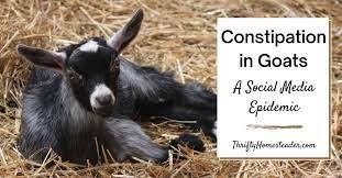 constipation in goats a social a