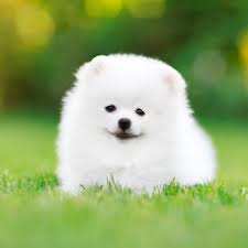 Perros de raza en adopción. 10 Razas De Perros Pequenos Blancos