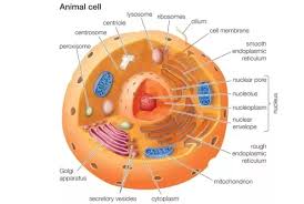 What Are The Parts Of An Animal Cell And Its Functions Quora