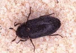 carpet beetles eating polyester