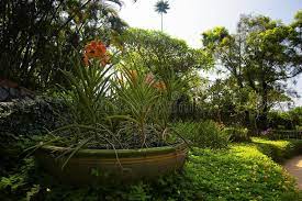 Explore the tranquil kuala lumpur botanical garden. Orchid Hibiscus Gardens Kuala Lumpur Redaktionelles Bild Bild Von Blume Orchideen 158707595
