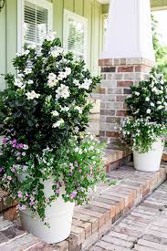 Diamond Spire Gardenia Free