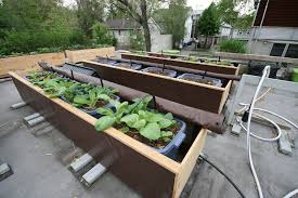A Rooftop Grows In Chicago The