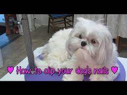 how to groom your shih tzu