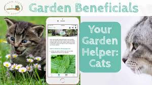 cats can be a benefit to your garden