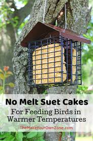 no melt suet cakes for birds
