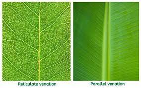 parts of a leaf types of leaves