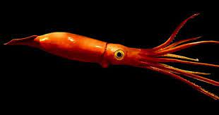 giant squid could be longer than a