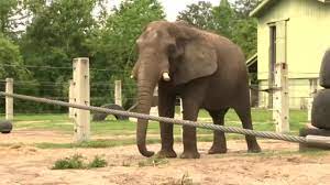 Elephant once owned by Michael Jackson briefly escapes from zoo - ABC13  Houston