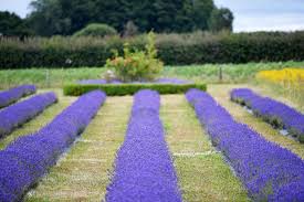 the dreamy lavender fields in alton