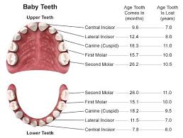 The Age Of When Baby Teeth Come In And Are Lost Kids