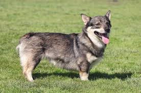 We are an akc swedish vallhund breeder of merit located in southwestern minnesota. Swedish Vallhund Ultimate Guide Health Personality Exercise More