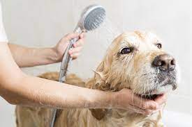 Dog wash near me mobile: BusinessHAB.com