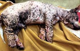 The euthanasia will slowly kill the dog. Multicentric B Cell Lymphoma With Presumed Paraneoplastic Generalized Cutaneous Sclerosis In A Dog Affolter 2020 Veterinary Dermatology Wiley Online Library