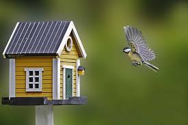 A Bird Flies Into Your House