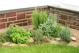7 Steps To Start An Outdoor Herb Garden