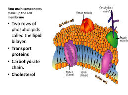plasma membrane is made up of which two