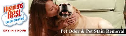 pet odor and stain removal albany ga