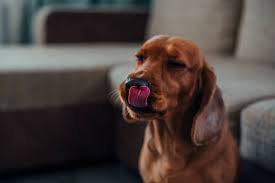 5 reasons your dog is licking its lips
