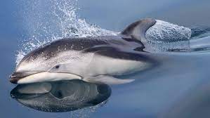 Fun Pacific White-sided Dolphin Facts For Kids | Kidadl