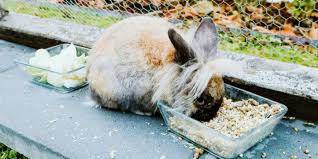 what do pet rabbits eat rabbits for