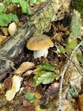 What is porcini mushroom called in English?