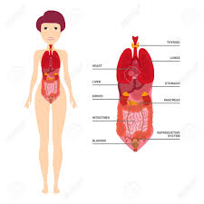 Woman with blonde hair covering her face. Female Human Anatomy Internal Organs Diagram Physiology Structure Royalty Free Cliparts Vectors And Stock Illustration Image 125519103