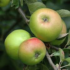 You Garden Bramley Apple Tree Grattan