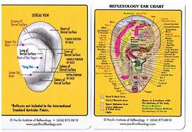 Reflexology Ear