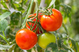 Is a Tomato a Fruit or a Vegetable? | Britannica