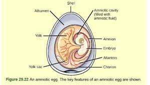 Hidden color quiz from quiz diva 100% correct answers. What Is The Function Of The Allantois In The Amniotic Egg
