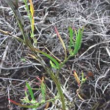 Atriplex littoralis (linear-leaved orache): Go Botany