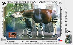 Může se pochlubit nejvyšším počtem afrických zvířat v evropě. Zoo Dvur Kralove Nad Labem
