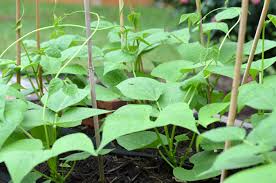 Learn how to care for your specific plants. How To Start A Vegetable Garden