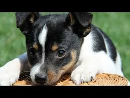 All toy fox terrier puppies are clever but not all tfts are created equal. 60 Seconds Of Cute Toy Fox Terrier Puppies Youtube