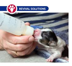 Puppy milk replacers are an invaluable tool if you're raising puppies. When Puppies And Kittens Need Milk Replacer
