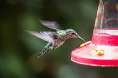 Can hummingbirds drink cold sugar water?